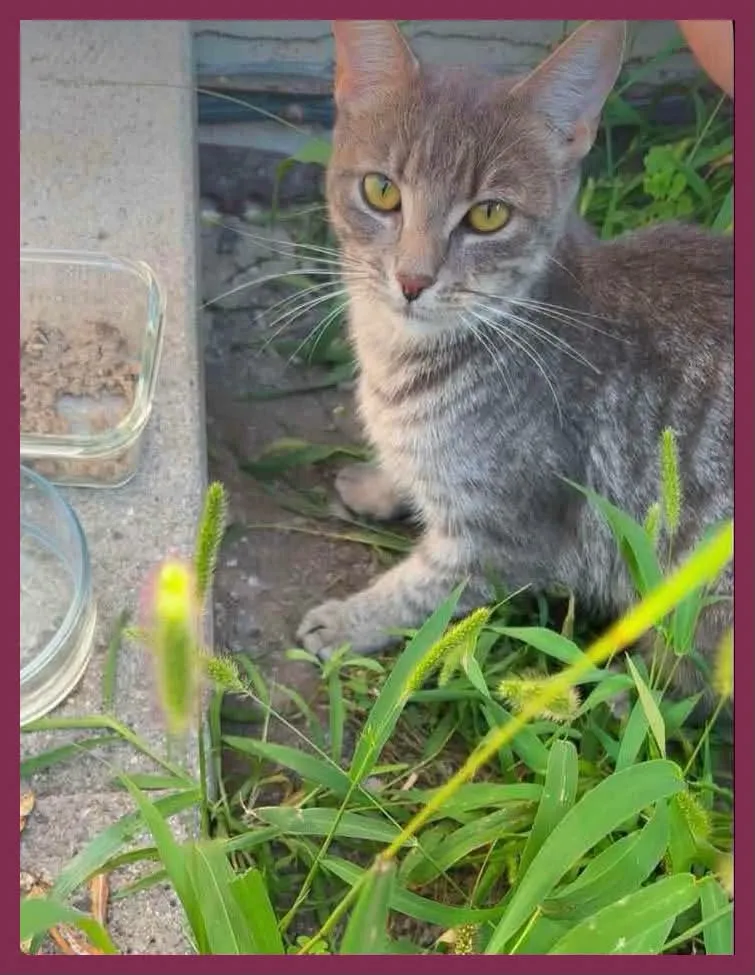 Found cat