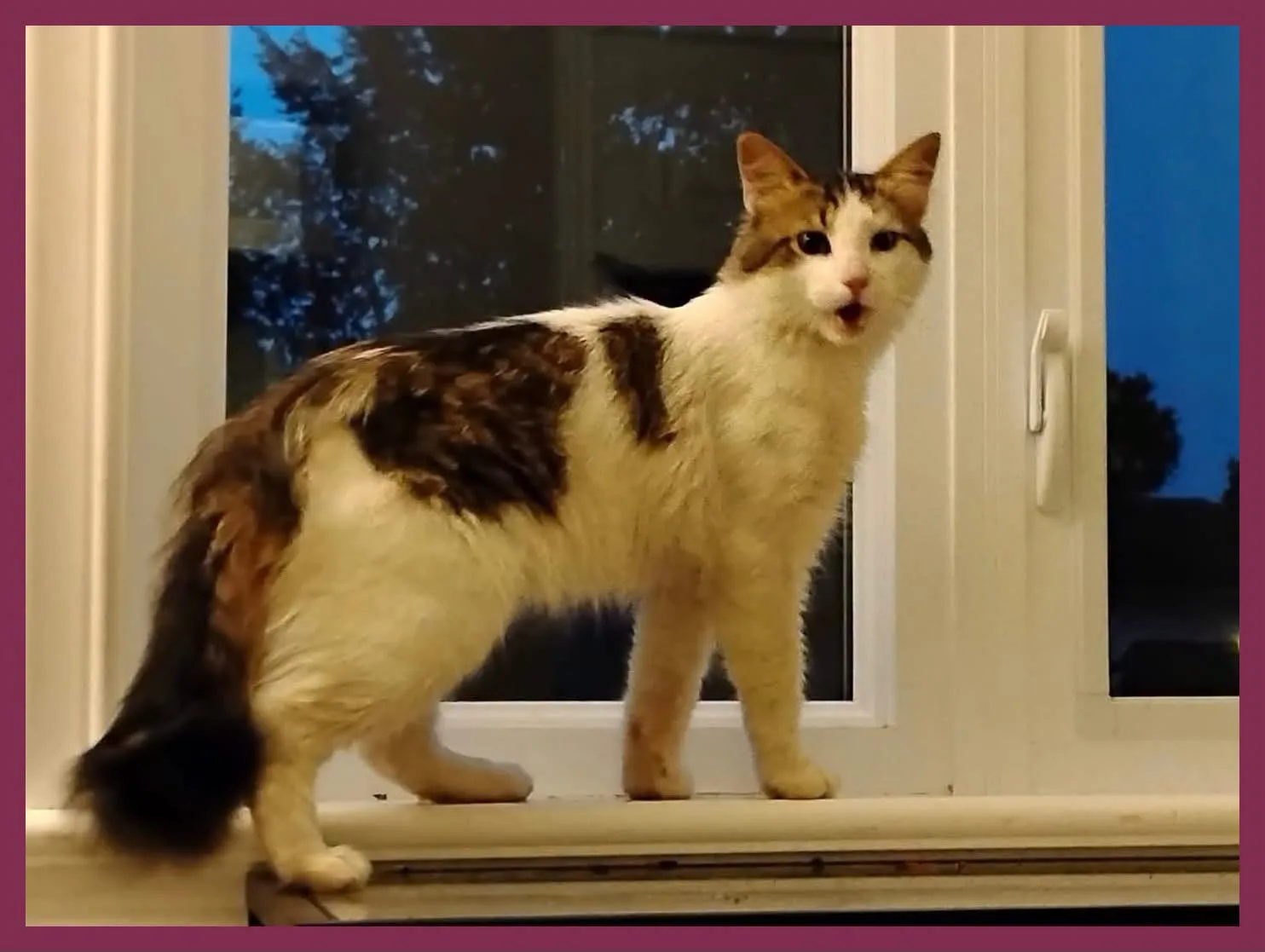 Found cat