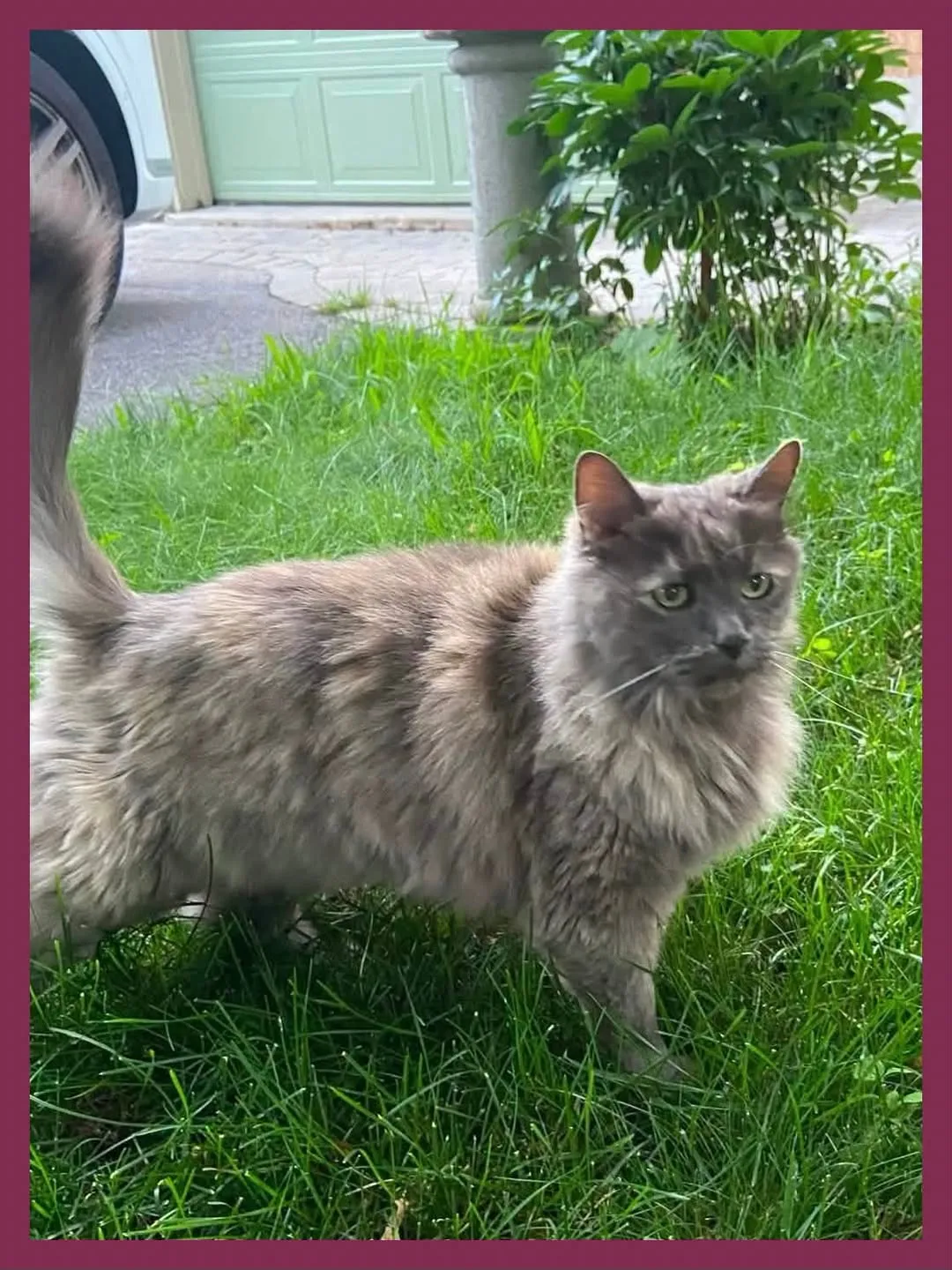 Found cat