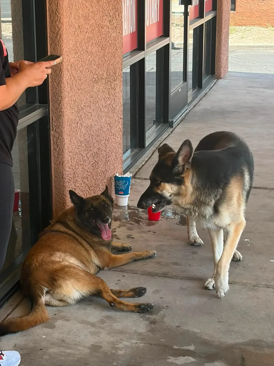Found dog