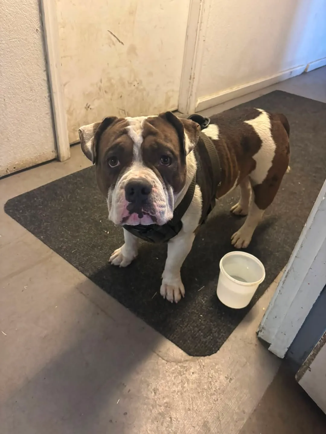 Found dog