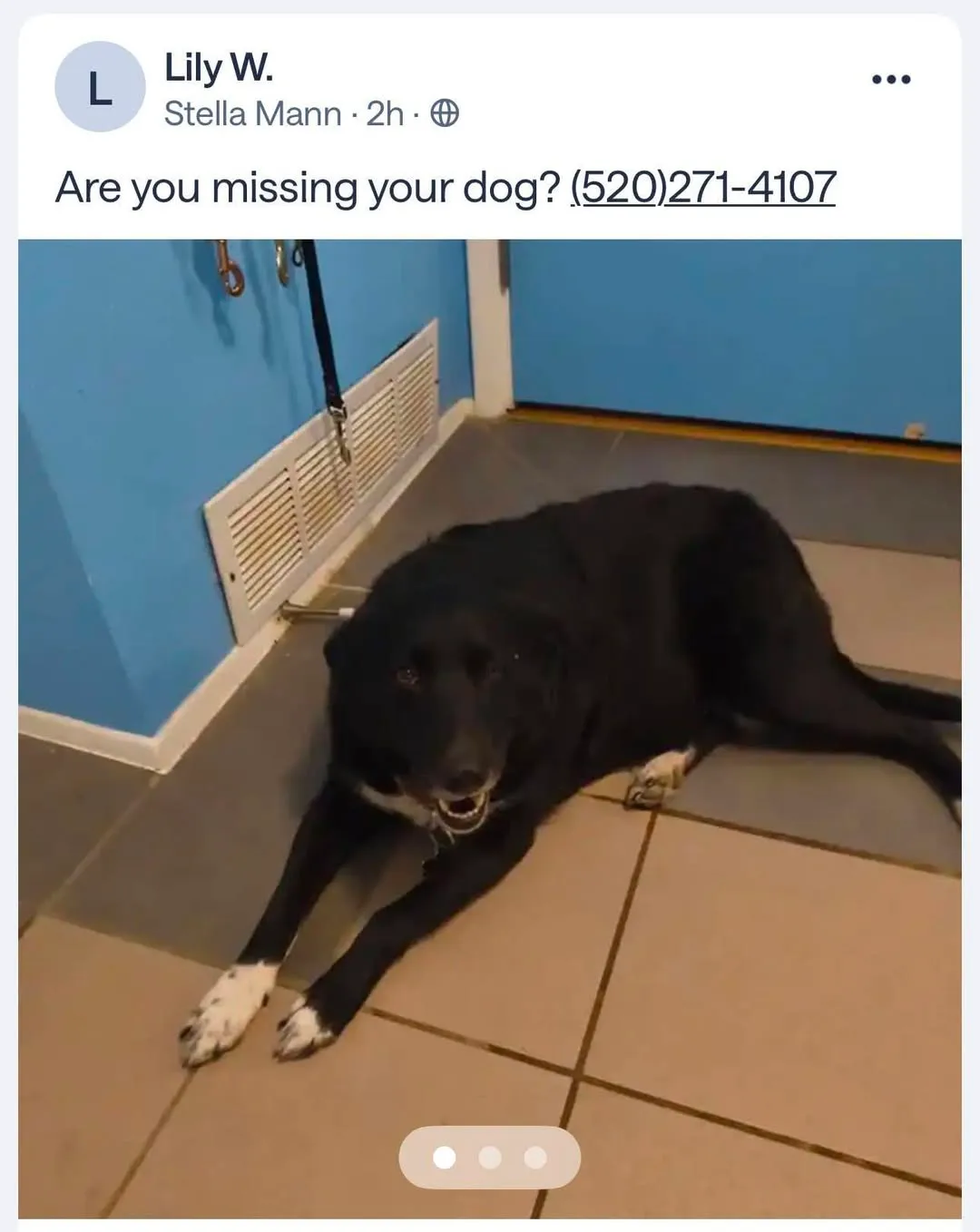 Found dog
