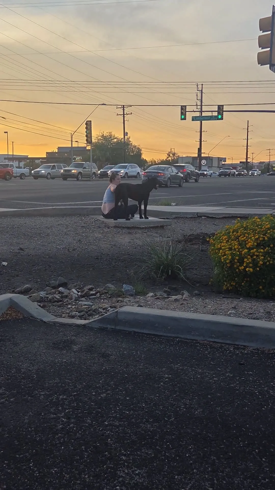 Found dog