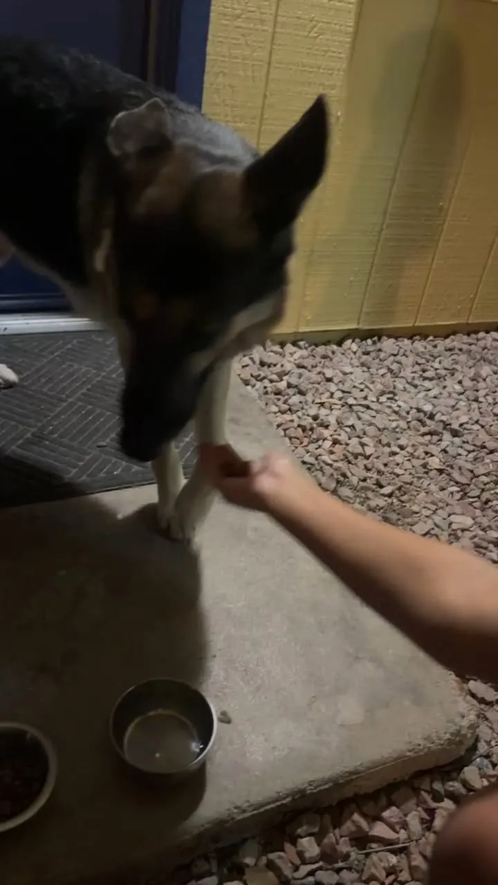 Found dog