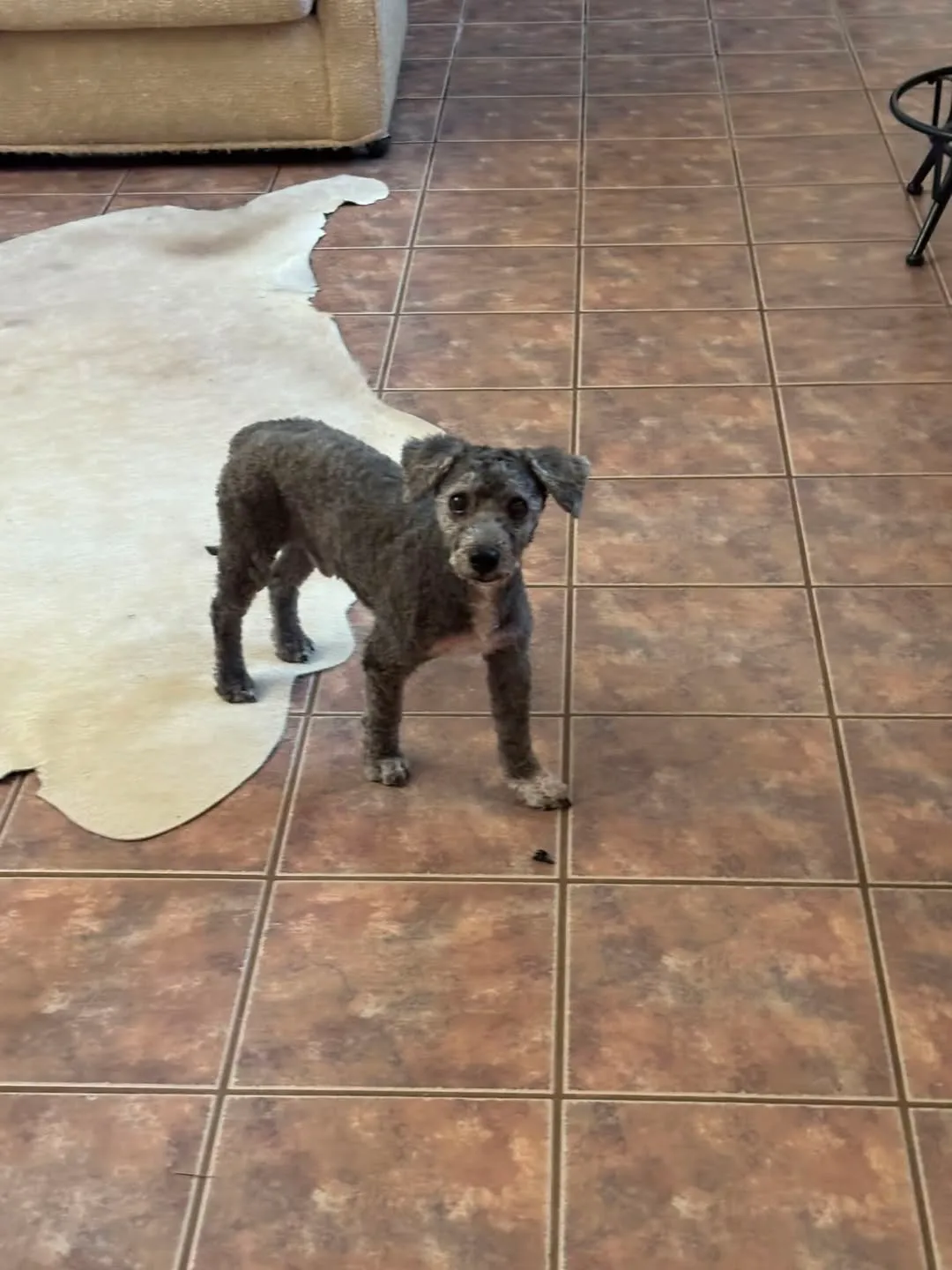 Found dog
