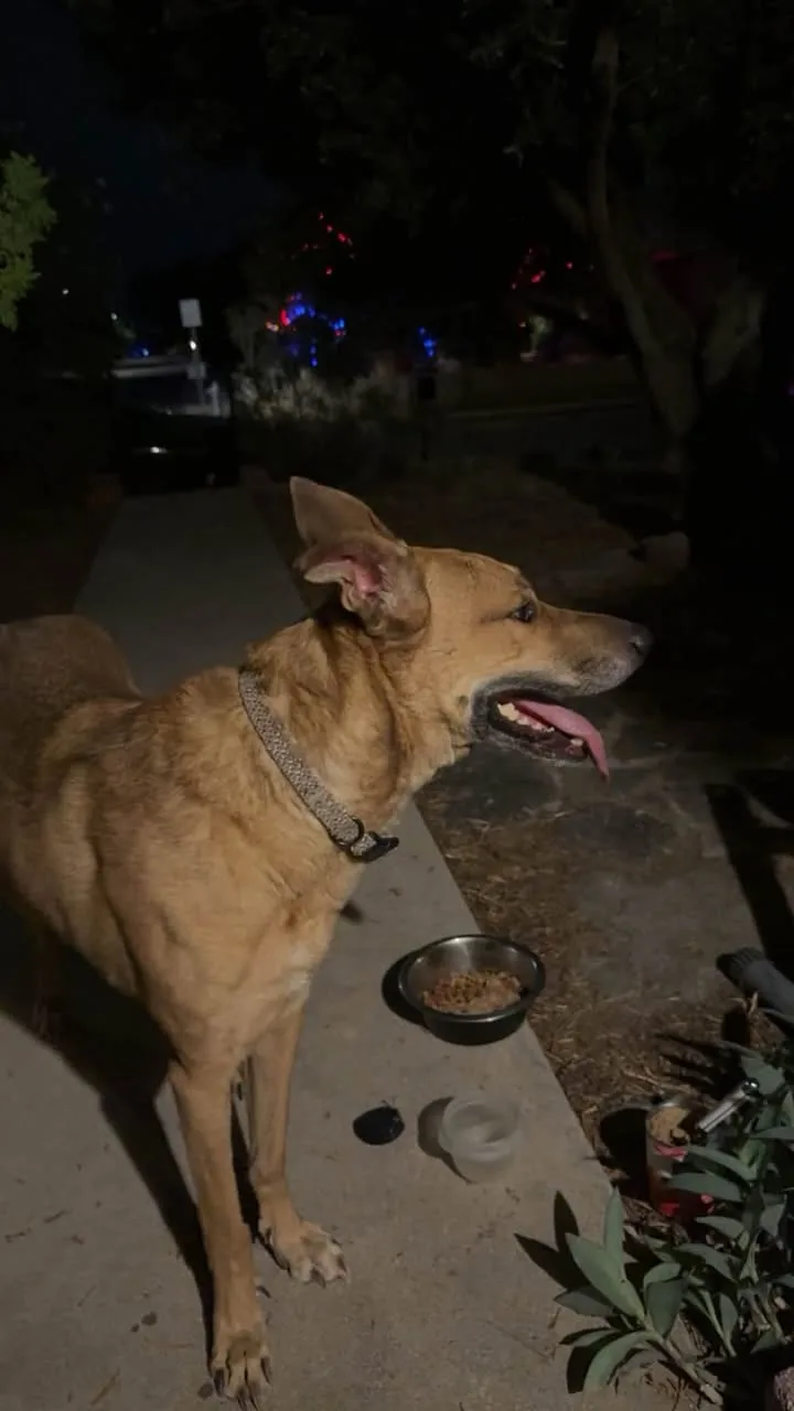 Found dog