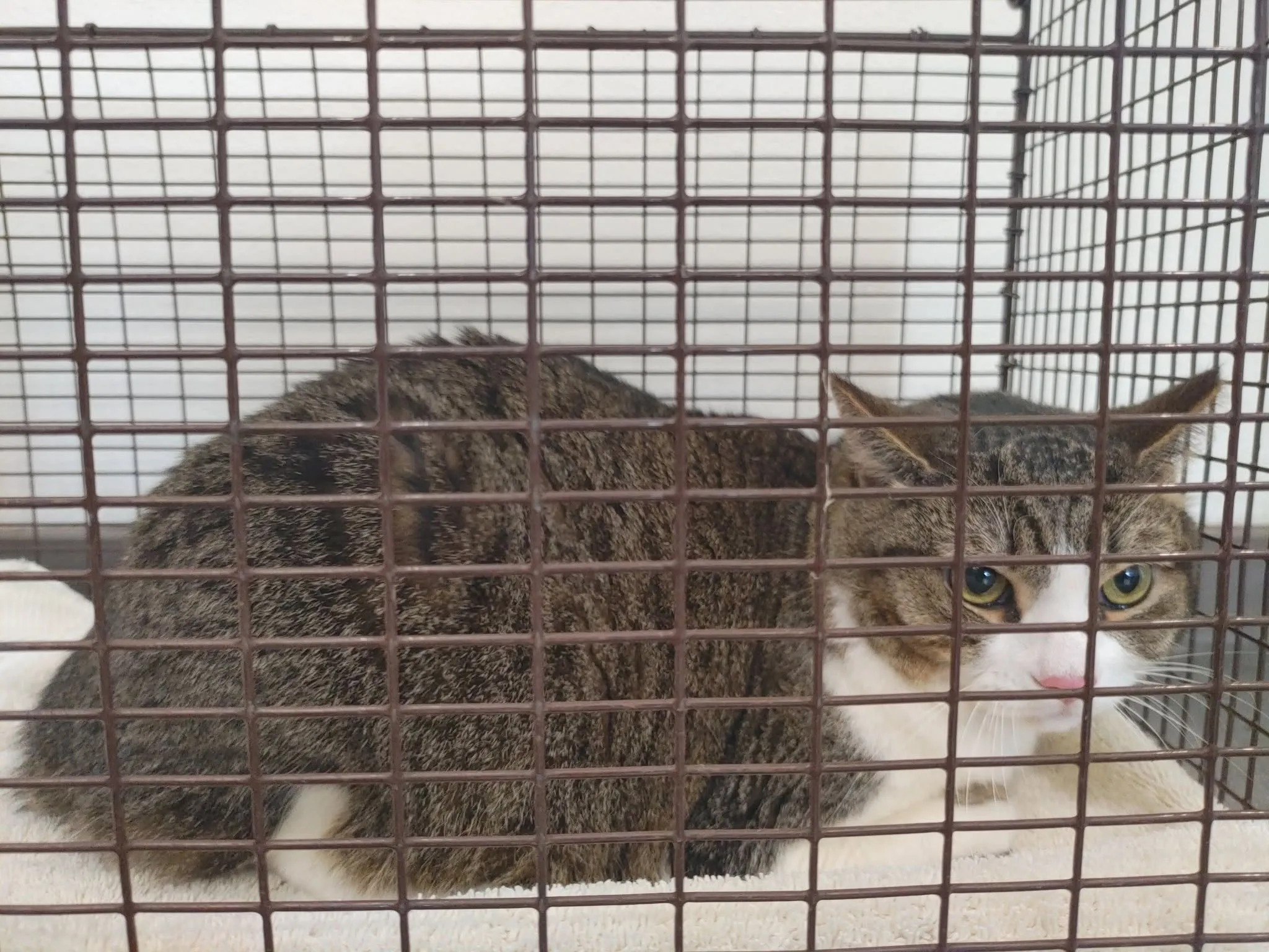 Found cat