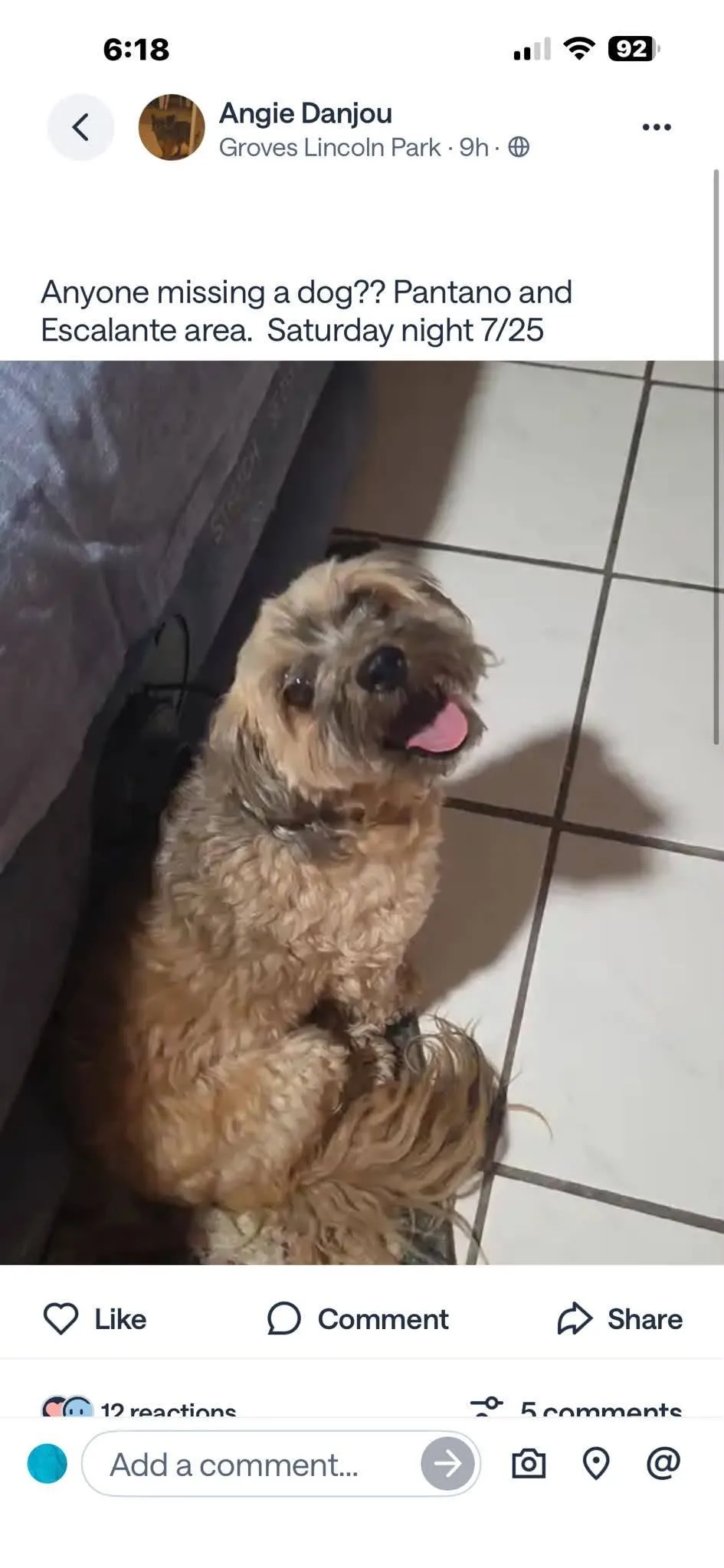 Found dog