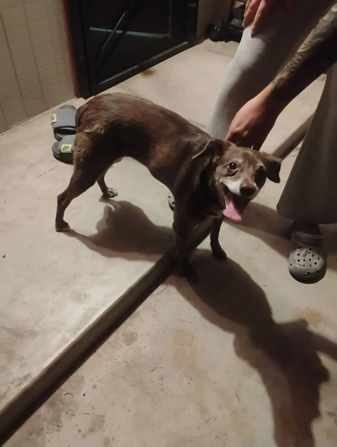 Found dog