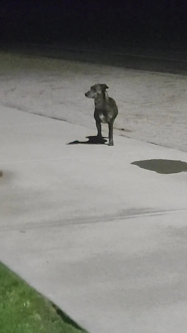 Found dog