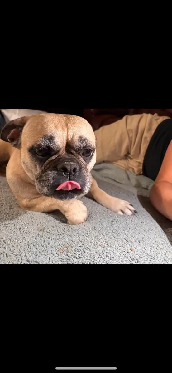 Found dog