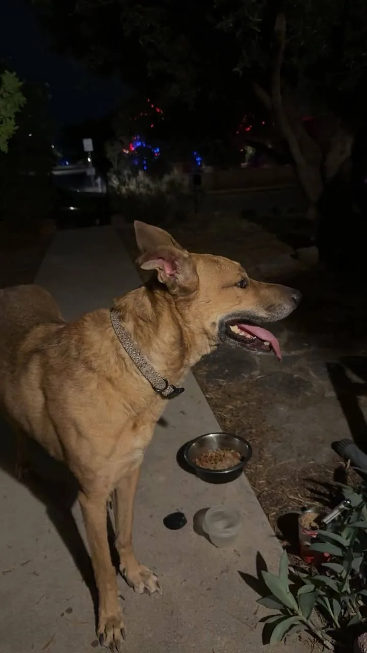 Found dog