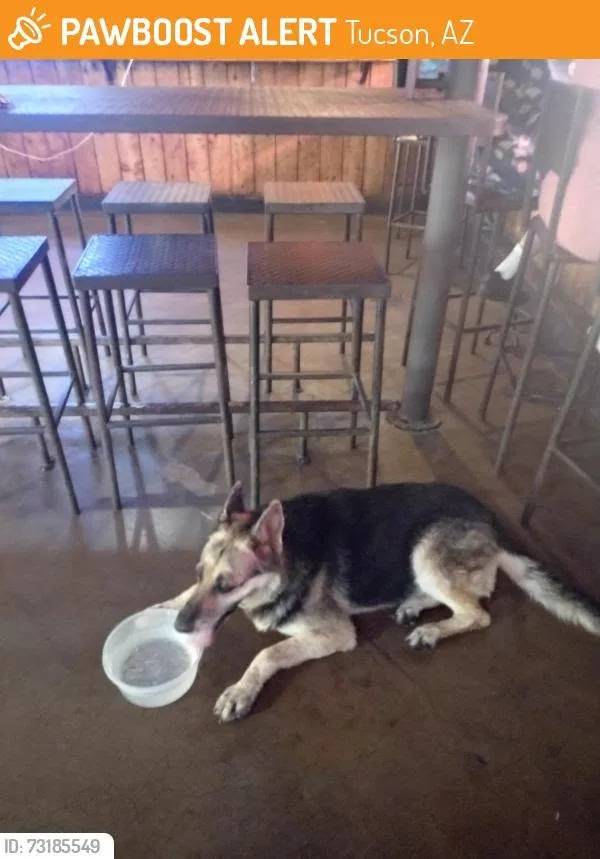 Found dog