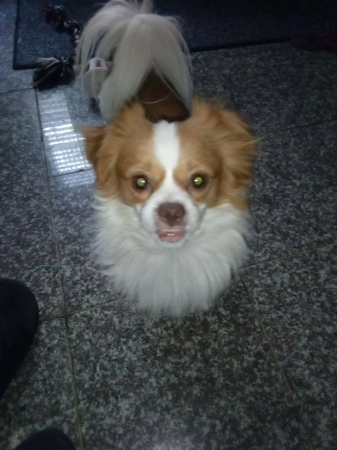 Lost dog